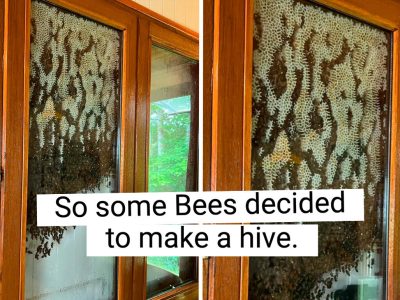 17+ People Who Caught Nature Doing Something Totally Unexpected