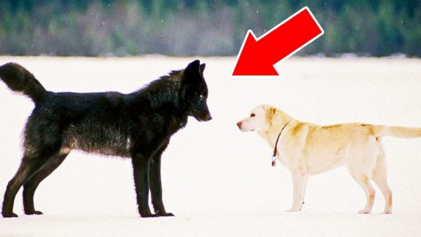 7 Unusual Animal Stories That Will Melt Your Heart