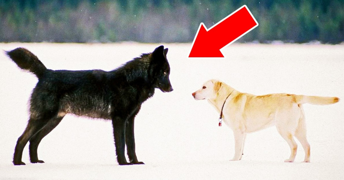 7 Unusual Animal Stories That Will Melt Your Heart