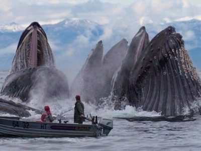 The Most Perfectly Timed Photos You Will Ever See